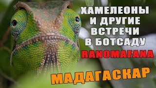 Мадагаскар. Ботанический сад Ранумафана. Самый большой хамелеон в мире, древесные лягушки.