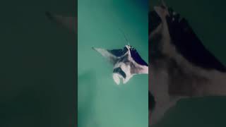 #mantaray #ocean #nature #views #love #miracle #fypp #maldives #islandlife #luckyday #happy