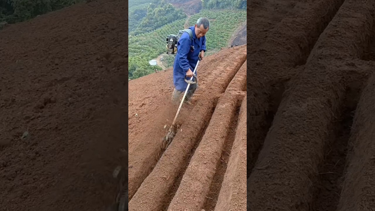 Land preparation process for planting potatoes