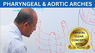 Pharyngeal and Aortic Arches | Embryology🩺