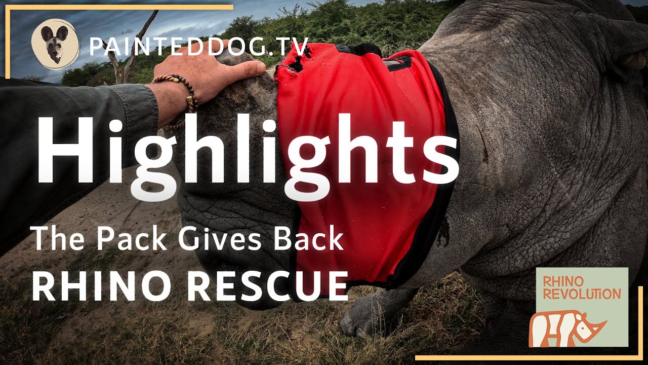 HIGHLIGHTS: RHINO RESCUE, The Pack Gives Back