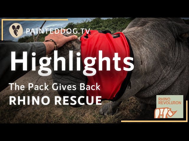 HIGHLIGHTS: RHINO RESCUE, The Pack Gives Back