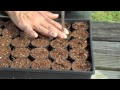 Seeding for the Aquaponics Systems