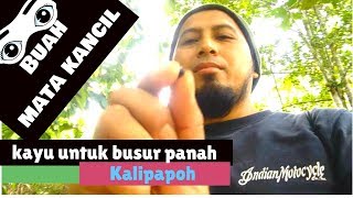 mencari pokok kalipapo untuk membuat busur panah | kayu halban part 1