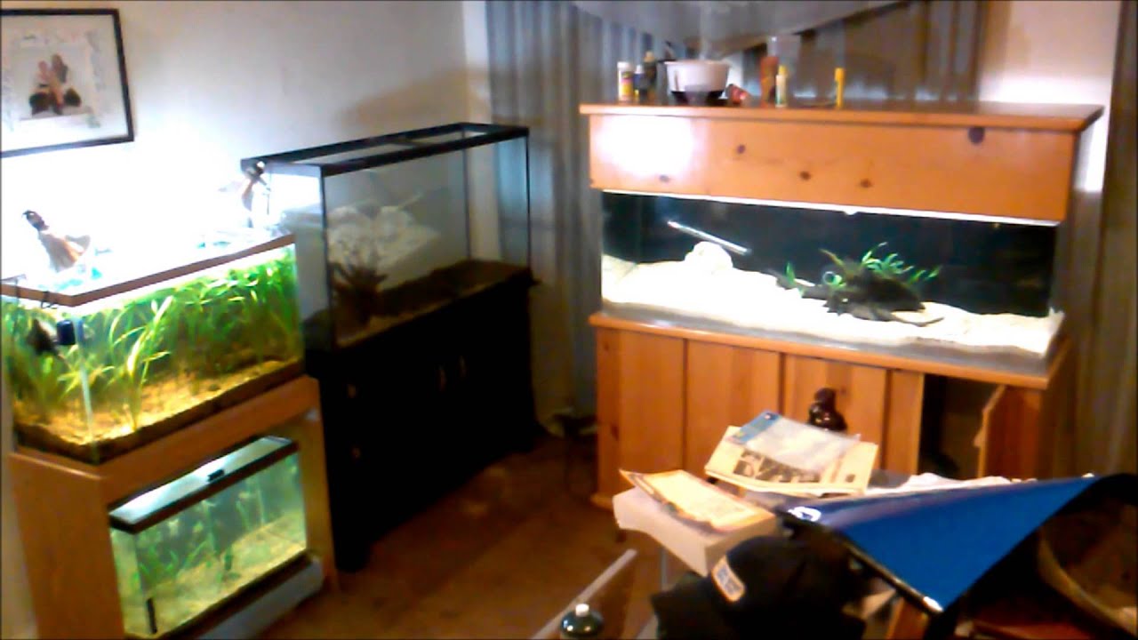 55 Gallon Dirt Planted Tank & 90 Gallon Marbled Goby Tank - Part 1 - Youtube