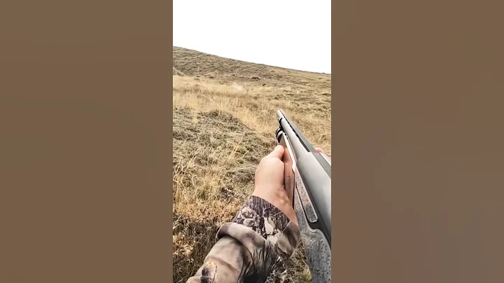 TAVŞAN ARKADAN KALKTI (TAKLALAR ATTI) HARE HUNTİNG #hunter #tavşanavı #rabbithunting #partridge