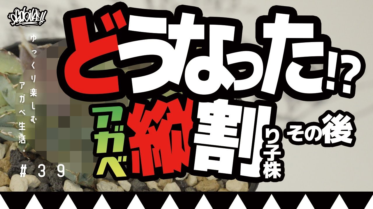 アガベ子株を縦割り！その後どうなったのか！？ - YouTube