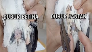 How to differentiate between male and female suren starlings, male and female suren starling anus