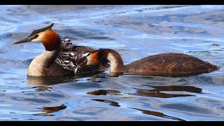 Great Crested Grebes feeding their chicks