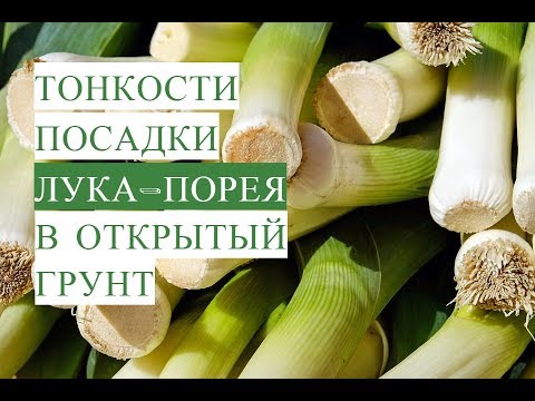 Лук-Порей в Открытом Грунте. Порей для Уплотнения Посадок. (03.06.17)