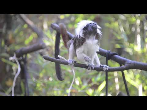 La curiosità del tamarino edipo, piccola scimmia del Nuovo Mondo