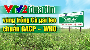 VTV2 đưa tin về vùng trồng cà gai leo chuẩn sạch quốc tế GACP WHO của Tuệ Linh