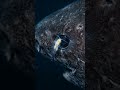 Greenland Shark: 400-Year Predator That Drifts at 0.3 km/h
