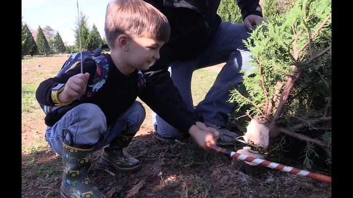 2-year-old shops for Christmas tree at Penland Farm