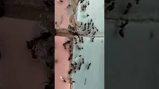 Flying Ants #ants#alates#swarmers#biodiversity#myrmecology#insecta#arthropoda#blattodea#pest