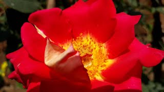 Beautiful pic of flower