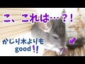 かじり木よりコレを与えよう!お役立ちおもちゃとは…？!