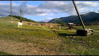 Buryatiya.mondy.korovy2011.Mp4