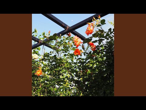Hcmj — Sky Cafe (의미)
