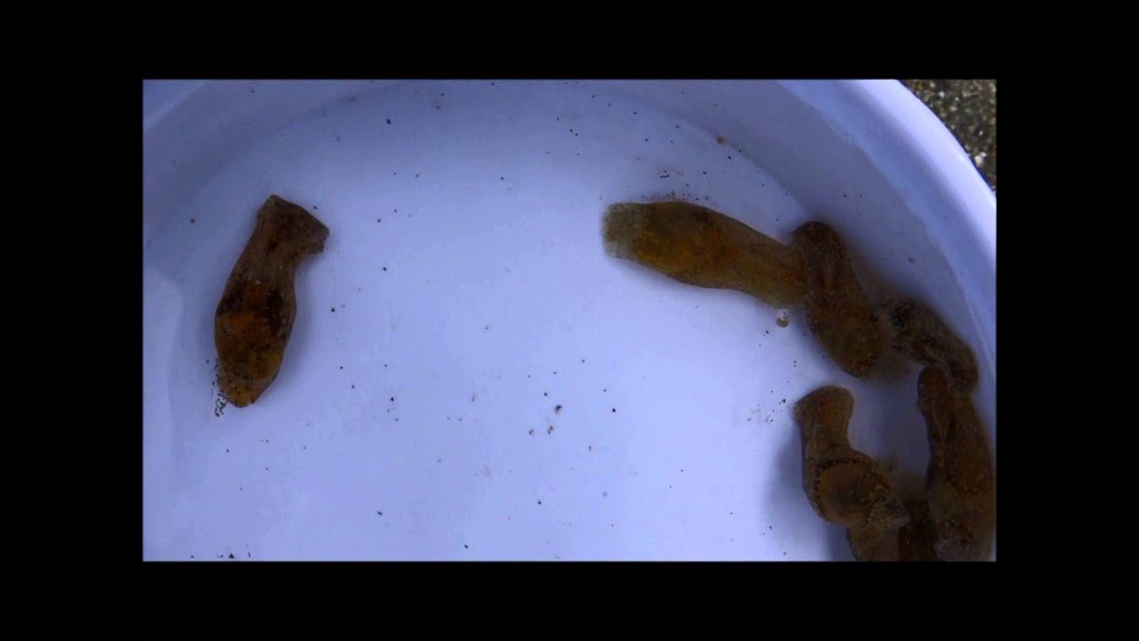 Haminoea vesicula - White Bubble Shell