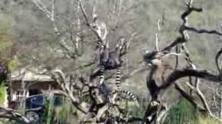 Ring Tailed Lemur Calls