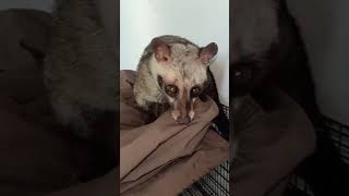Bermain bersama Musang Pandan #shorts #musangpandan #musangpandanjinak