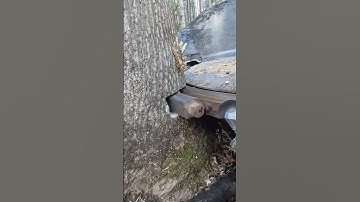 Flat saw blade tree cutting process- Good tools and machinery can increase work efficiency