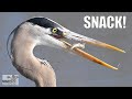 Quick Snack for a Great Blue Heron