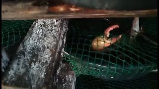 MUD CRAB FEEDING