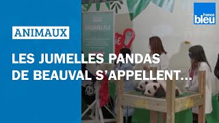 De doux noms pour les jumelles pandas du zoo de Beauval