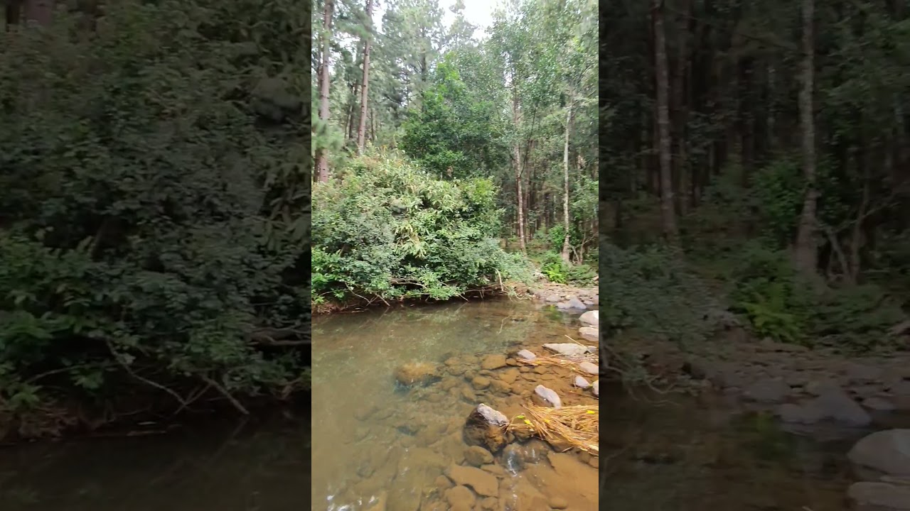 Lower Pine Forest - Vagamon