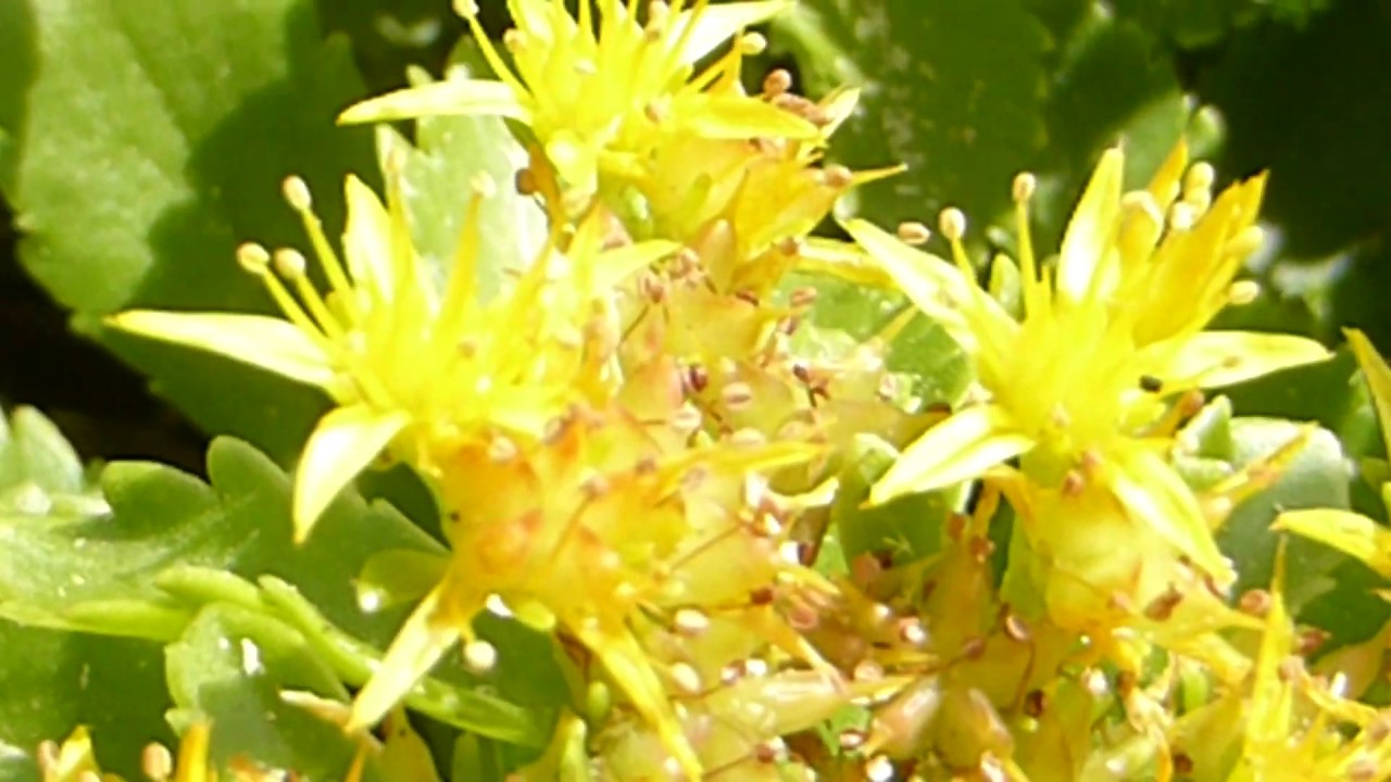 Stonecrop   - Sedum  - Sunnuhnoðri - Gul blóm - Þekjuplöntur - Garðagróður - Þykkblöðungar