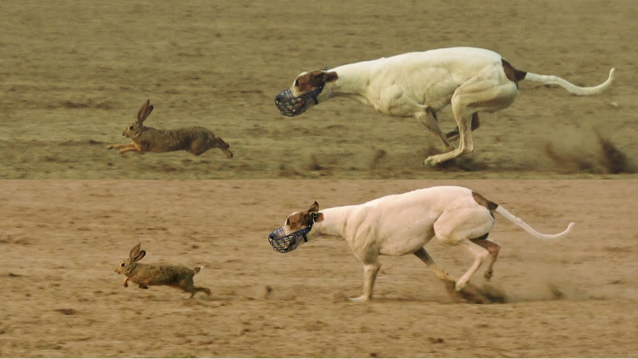 greyhound racing rabbit        <h3 class=