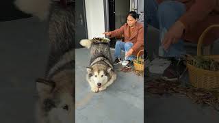 Bé cún nhà tôi rất ưu sạch sẽ #thucung #pets #chócon #dongvat