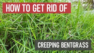 How to Get Rid of Creeping Bentgrass [Weed Management]