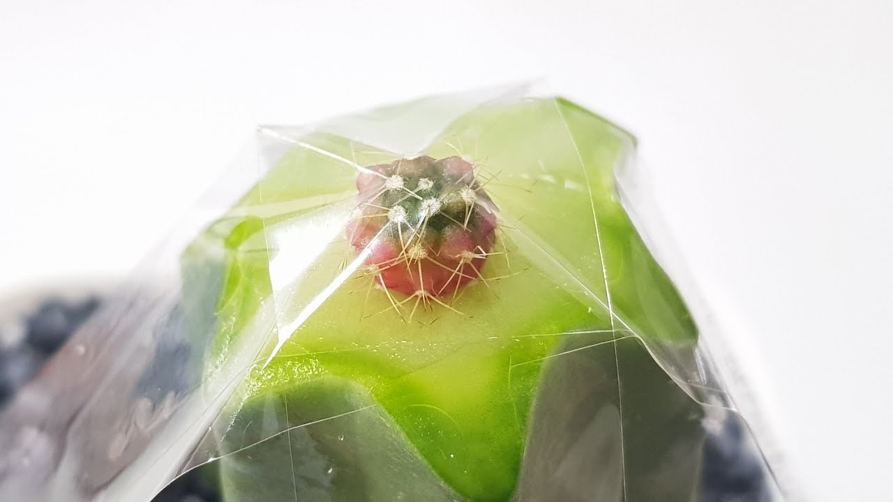 Grafting Cactus - Gymnocalycium Damsii + Myrtillocactus