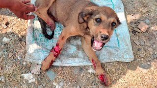 Cassie pulls through after her three legs run over… by Animal Aid Unlimited, India 157,580 views 3 months ago 3 minutes, 19 seconds