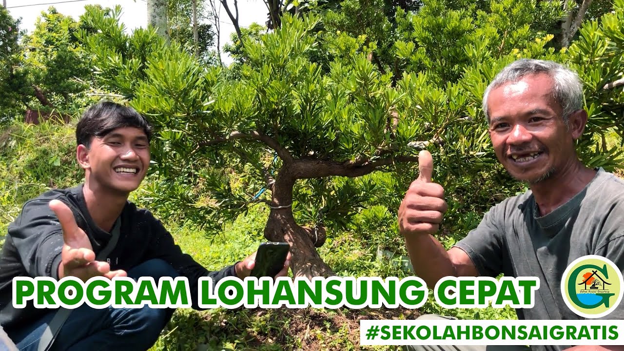 FULL ILMU!! SIAPA BILANG PROGRAM LOHANSUNG SUSAH?? || #SEKOLAHBONSAIGRATIS