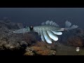 Anomalocaris cambrian predator