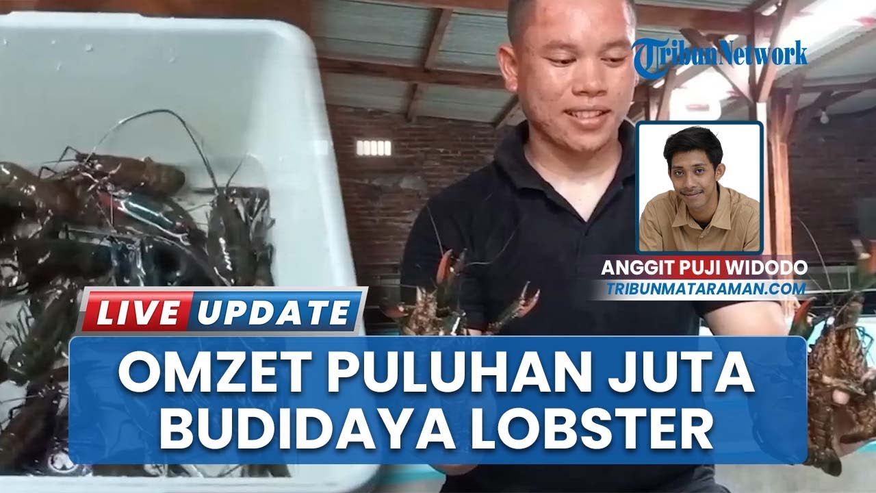 Pemuda Jombang Raup Omzet Puluhan Juta Per Bulan dari Budidaya Lobster Air Tawar, Simak Rahasianya