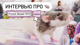 Какую выбрать крысу - мальчика или девочку? 🐀 Выставка грызунов «Усатые Звезды 2023»