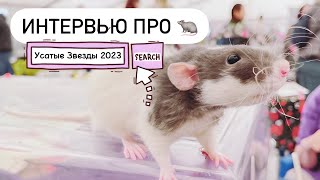 Какую выбрать крысу - мальчика или девочку? 🐀 Выставка грызунов «Усатые Звезды 2023»