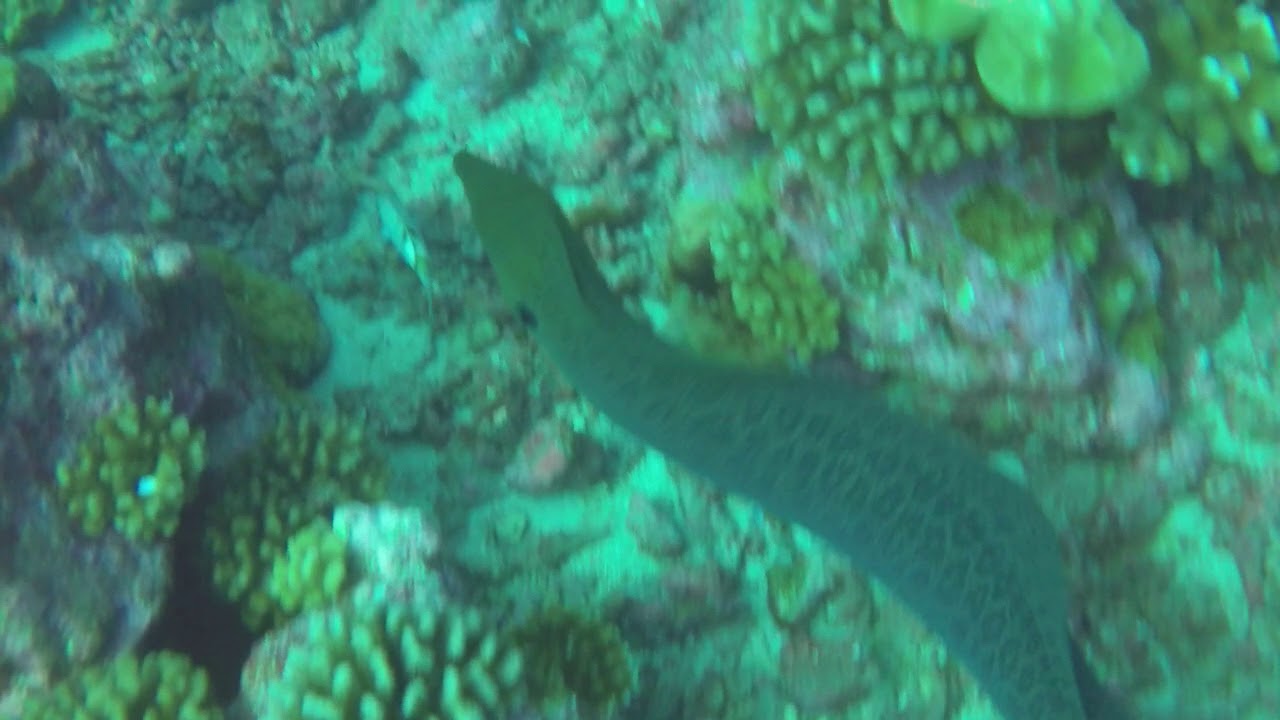 Moray eel. Tahiti, Society Islands, French Polynesia, Pacific Ocean