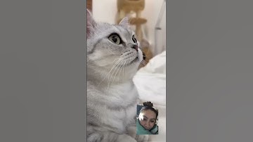 Thumbnail of #cat #kitten #catlover #cute #pets #music #song #pop #lyrics
