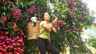 Harvesting A Lot Of Longan Fruit Go To Market Sell - Grow water spinach - New Life | Đào Daily Farm