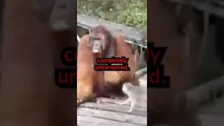 YouTube has a G*re Problem…
YouTube has a G*re Problem… YouTube has a G*re Problem…