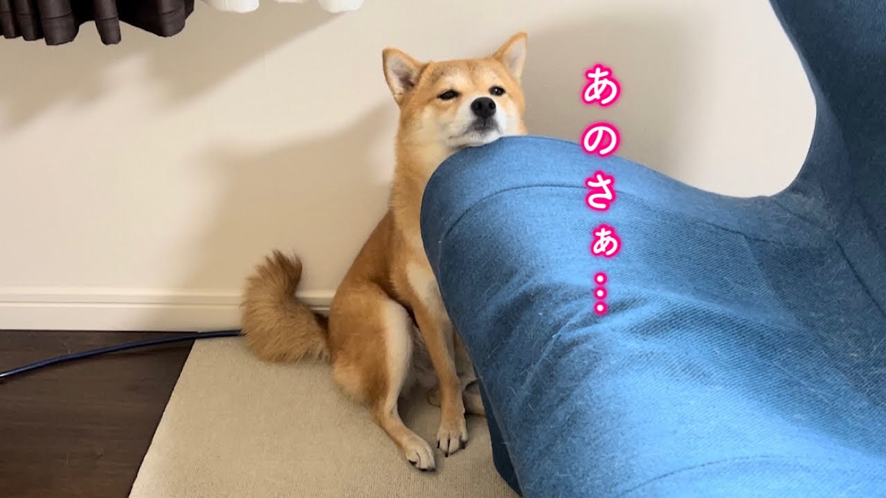 お腹が空くとまるで人間のようにぶつぶつ文句を言う柴犬が可愛い