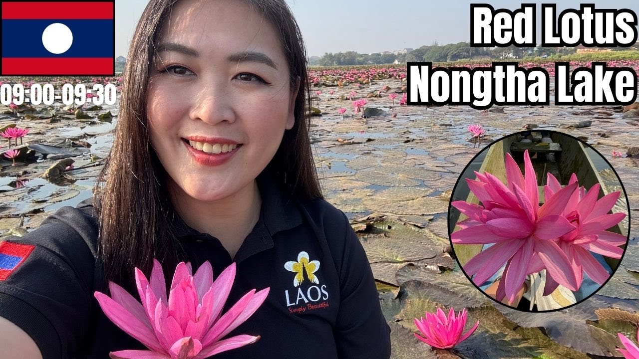 Red Lotus at Nongtha Lake, Vientiane Capital, Laos