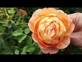 Roses and my garden Aug 1st