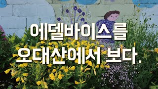 오대산 민박 마을_ 보궁 민박에서 꽃구경, 에델바이스까지!!! l 2023.06.13(화)